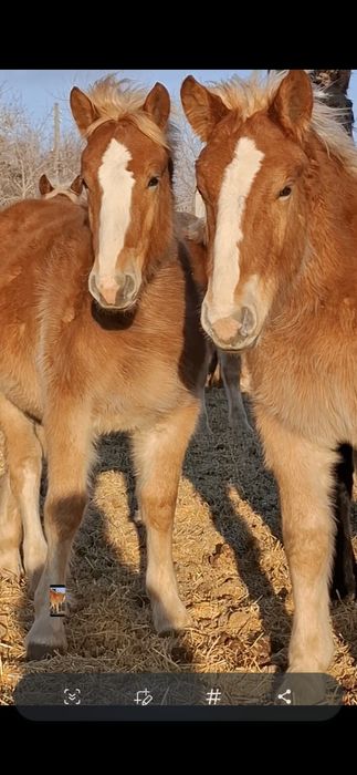 Лошади- жеребчики