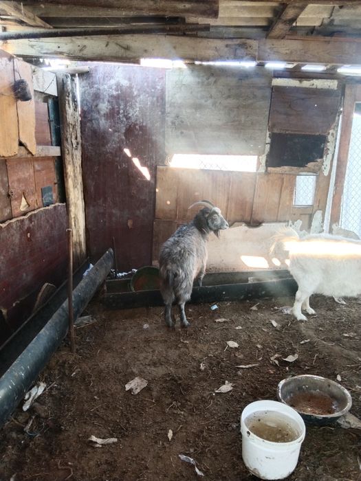 Лақты ешкі сатылат