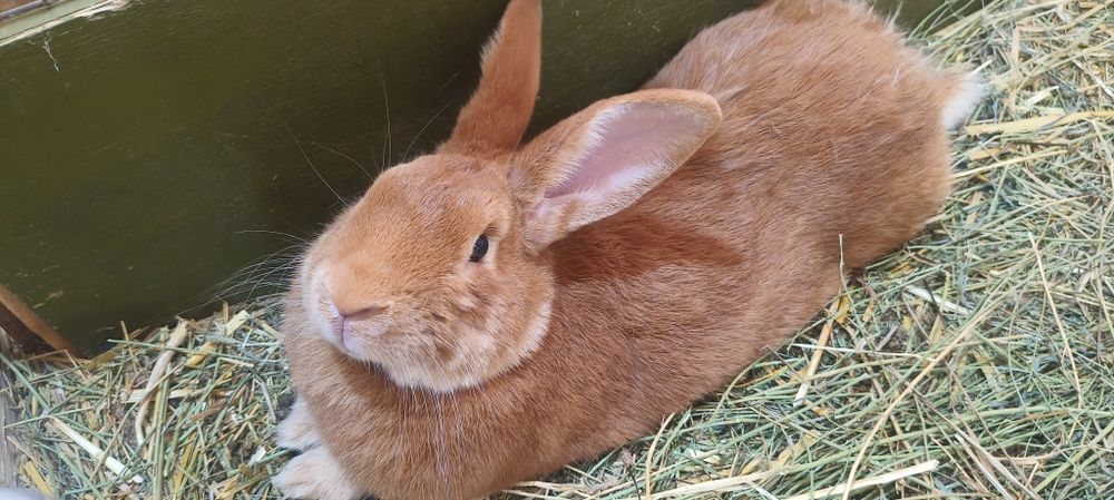 Кролики Бургундской породы и Полтавское серебро