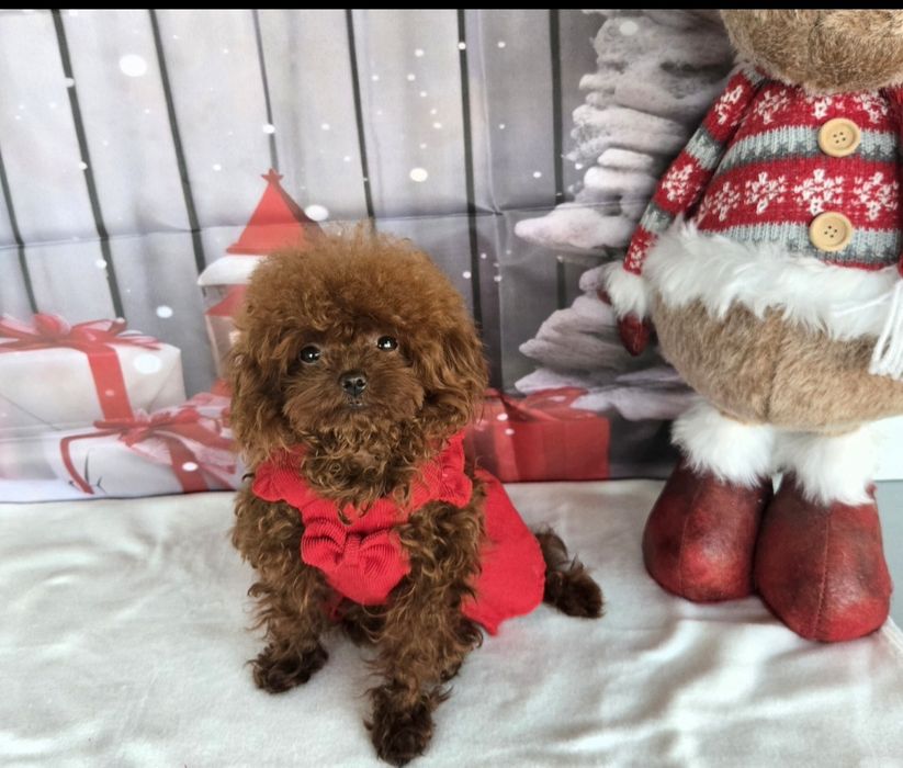 Пудел тийкъп с родосровие / Рооdle teacup