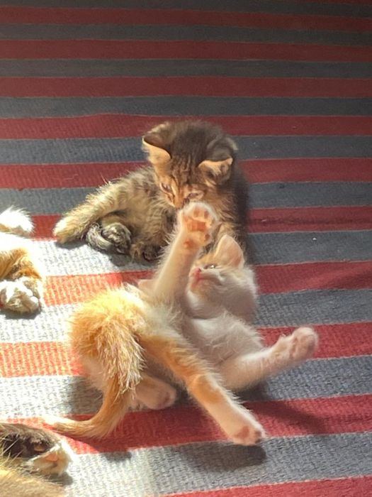 Отдам котят в добрые руки