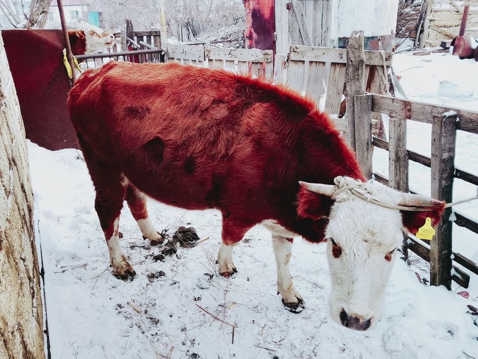 Сыйыр сатылады сементал