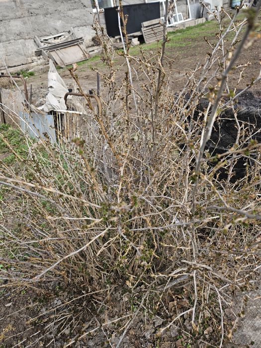 Продаются саженцы