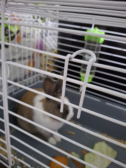 Продам кролика приучен к туалету