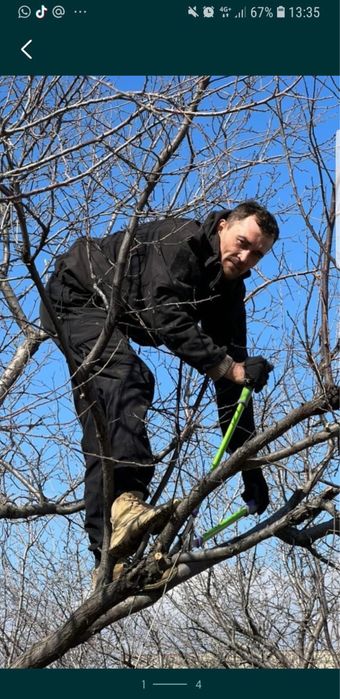 обрезка деревьев