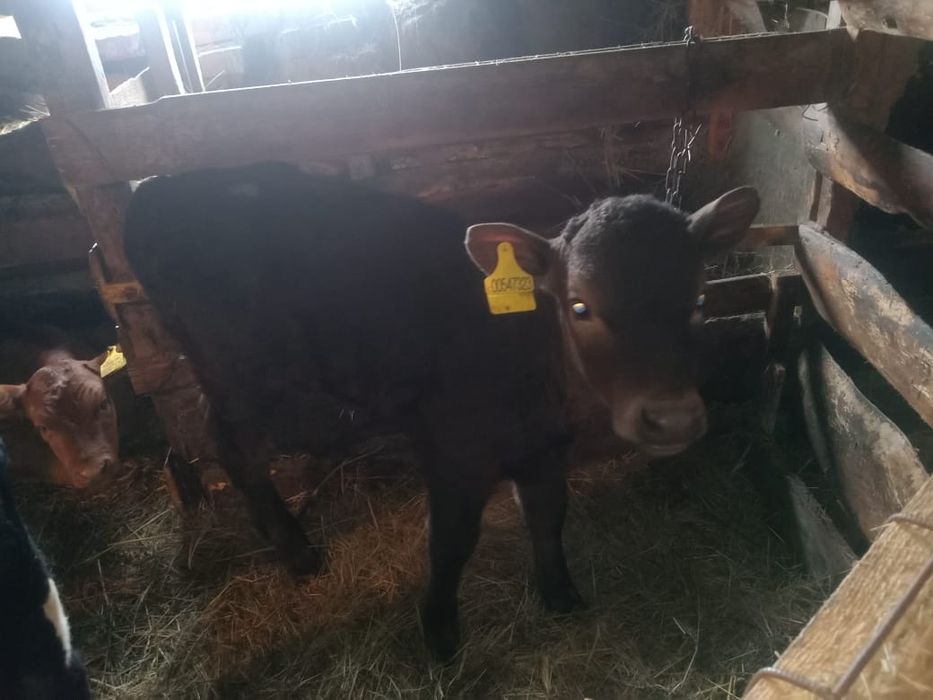 Продам бычка 1 месяц