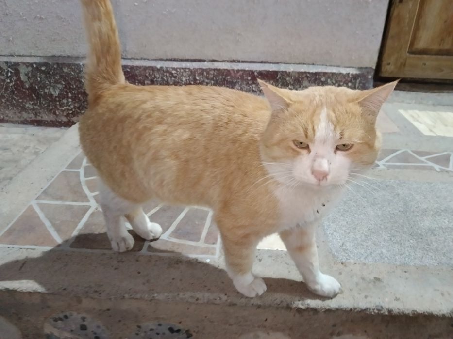 Срочно продам красивый кот