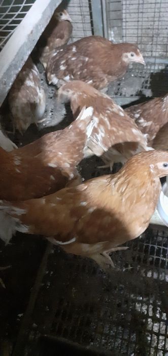 Продам цыплят Ломан браун.