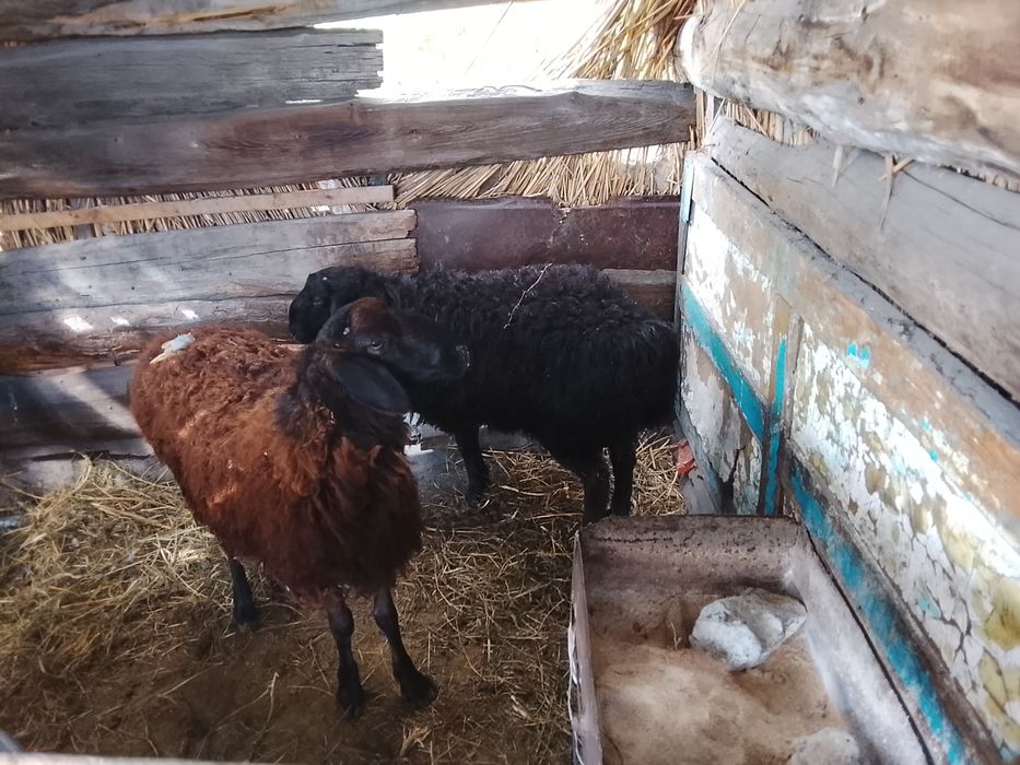Продам Баранов токты