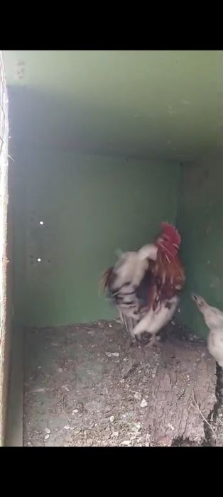 Карликовые куры Бентамка