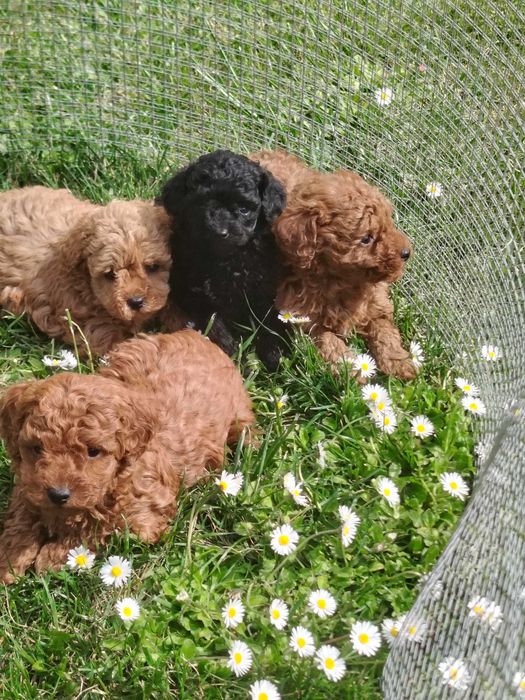 Мини пудел момче и момиче