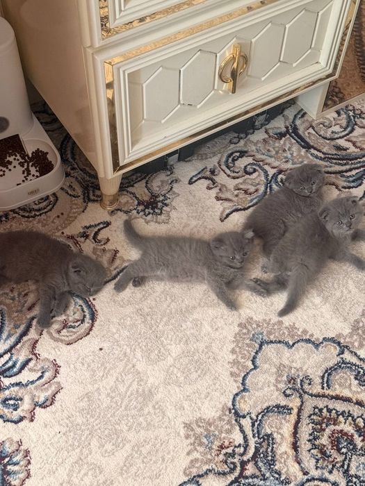 scottish fold va scottish straight