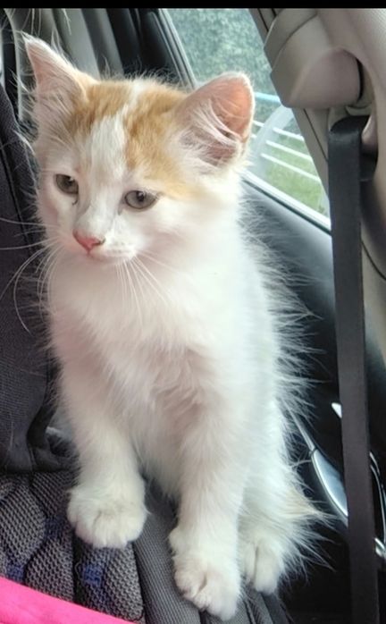 Отдам котенка Ласковый