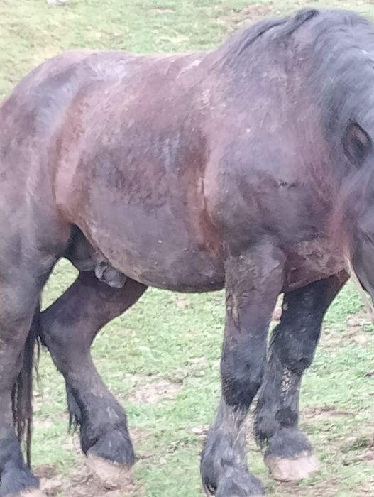 Armăsar cine dorește 3-4 ani