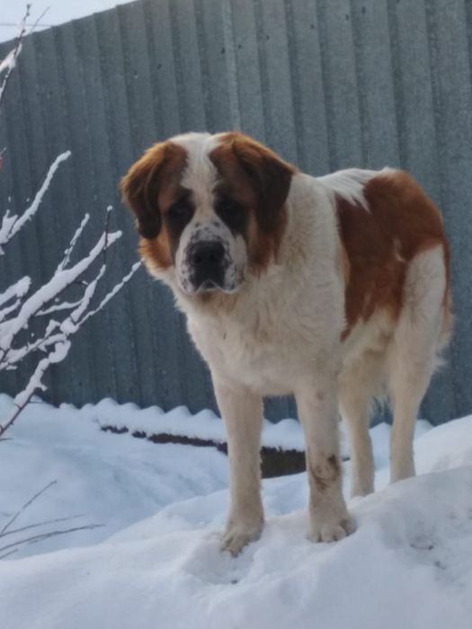 Вязка,Московский стороживой