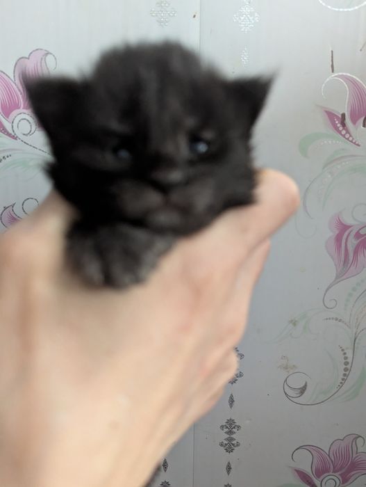 Мейн Кун Полидакт Бронь