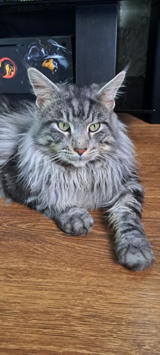 Потерялся кот в районе куленовки