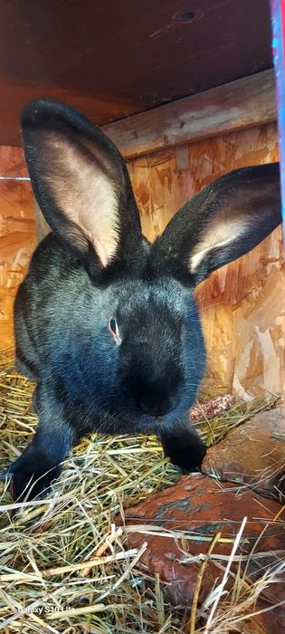 Vând iepurași fluture german