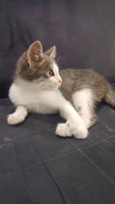 Котёнок ищет любящую семью