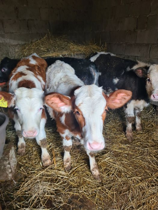 De vânzare 4 vitei 2 vitele belgiana una baltata și un tauras baltat