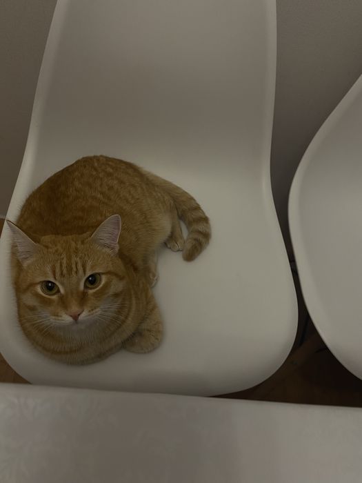 Отдам кота домашнего