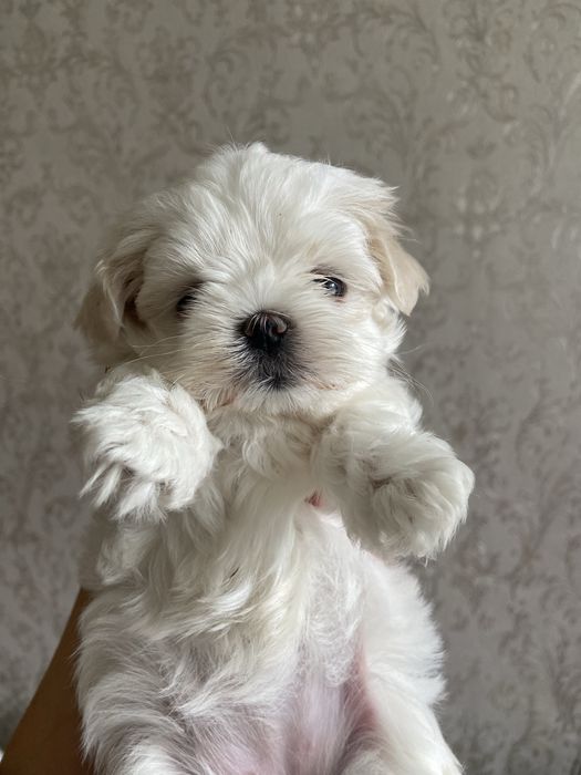 Мальчик мальтезе мини бэбифейс