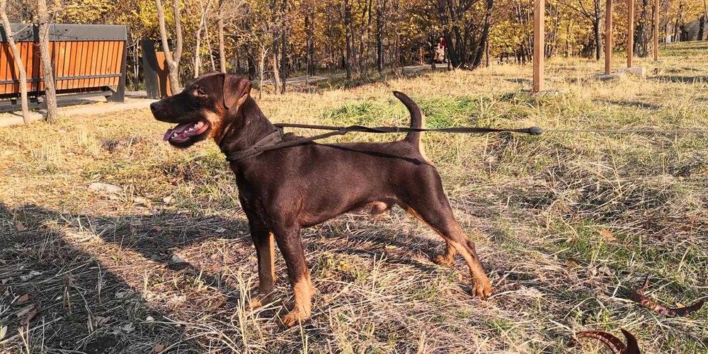 ЯГДТЕРЬЕР с родословной ВЯЗКА