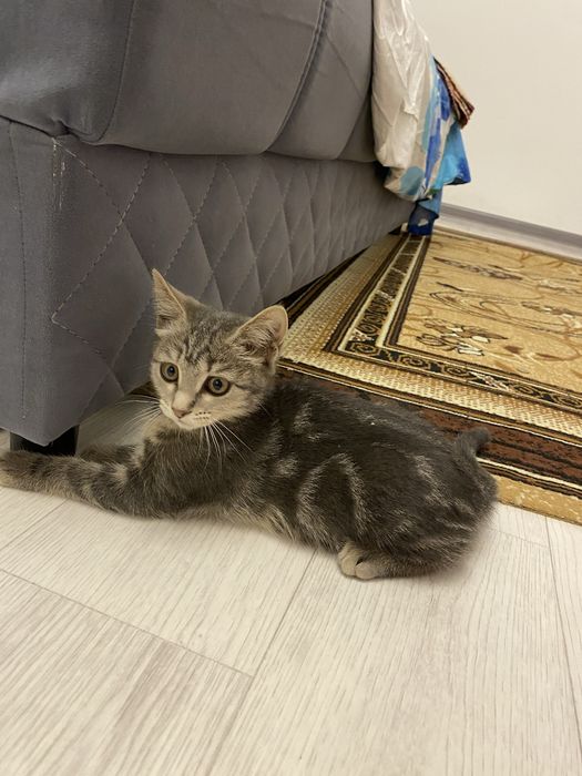 продается котенок
