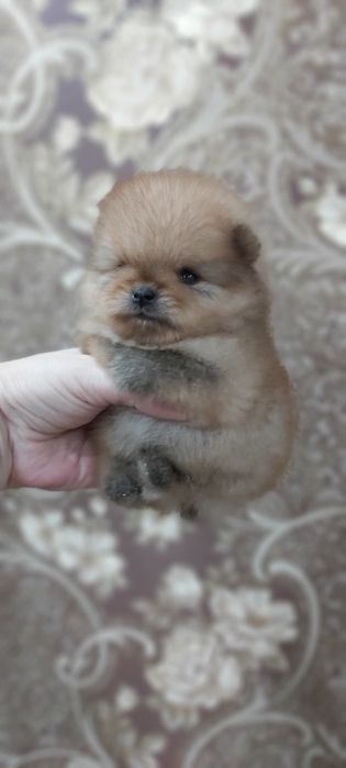 Шпицы готовы к переезду