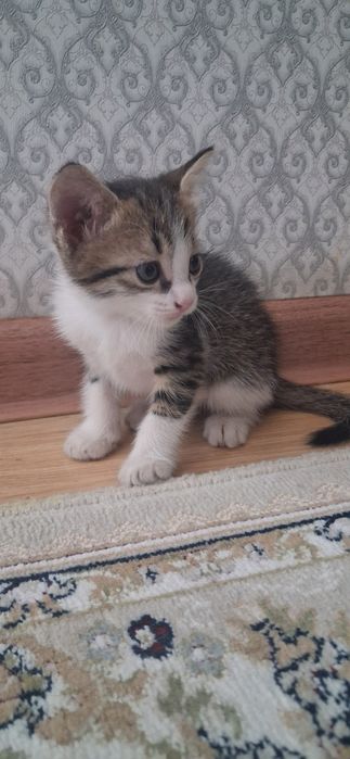 Продаётся котёнок