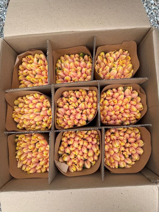 Тюльпаны оптом и в розницу