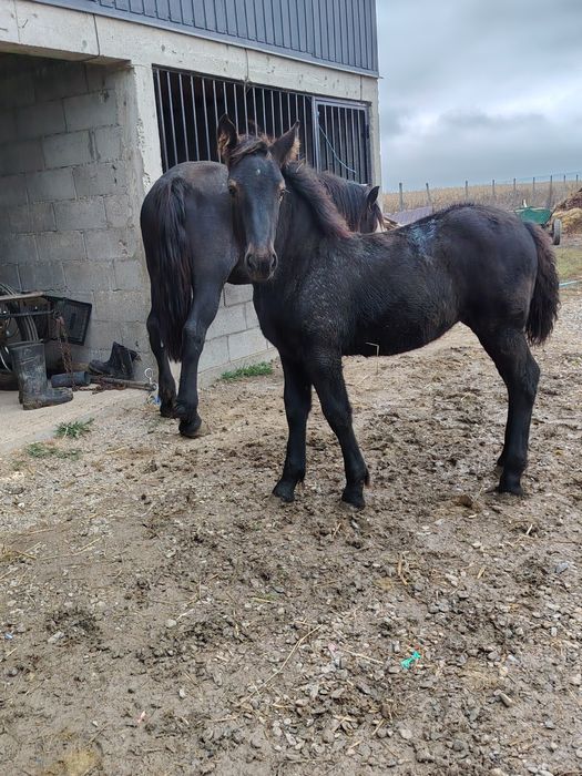De vânzare iapă de 2 ani și jumătate cu mânză de 4 luni