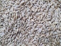 Arpa bor tozza sotiladi