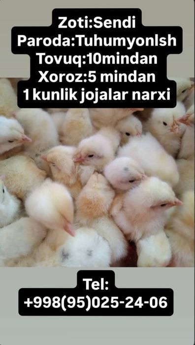 Sendi tovuq jojalari bor