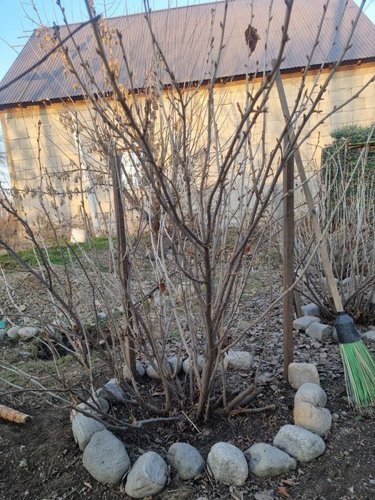 Продам большой куст смородины