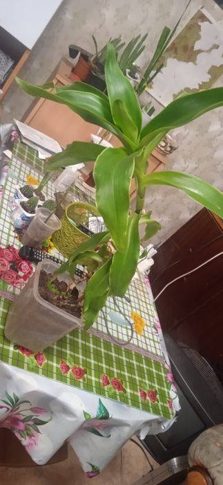 Лечебные растения