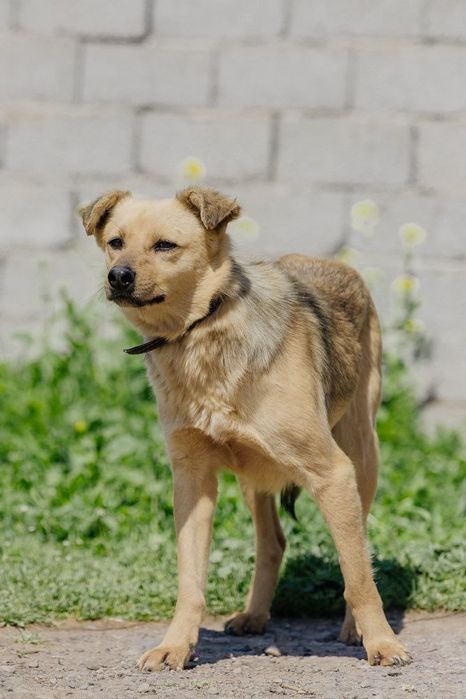 Ветта ищет новый дом!