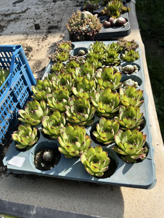 Sempervivum (Suculente)