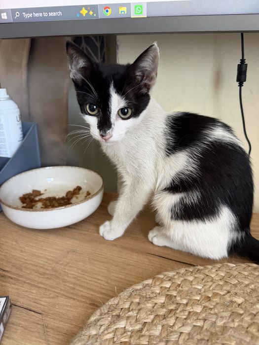 ADOPTIE pisicuta extrem de iubitoare!