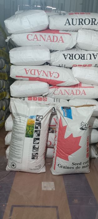 Семена кукурузы жугери урыгы