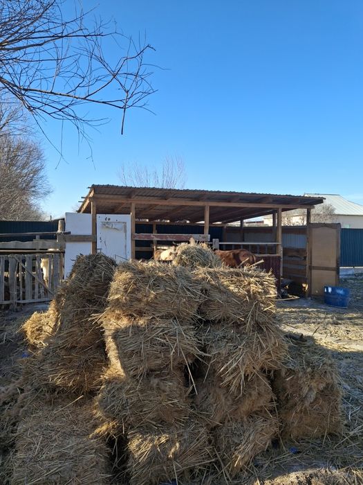 Камыс прес сатылады