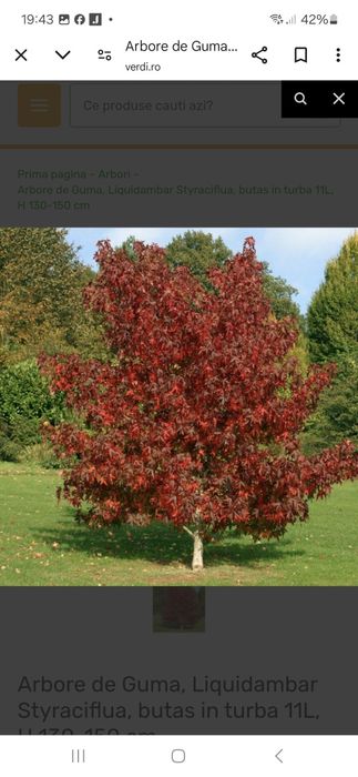 Magnolia  solangiana artar