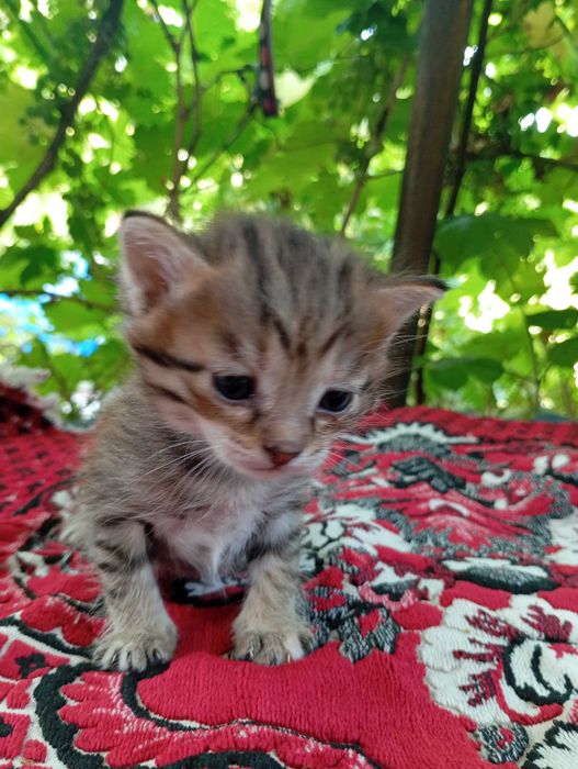 Котятки бесплатно, в добрые руки
