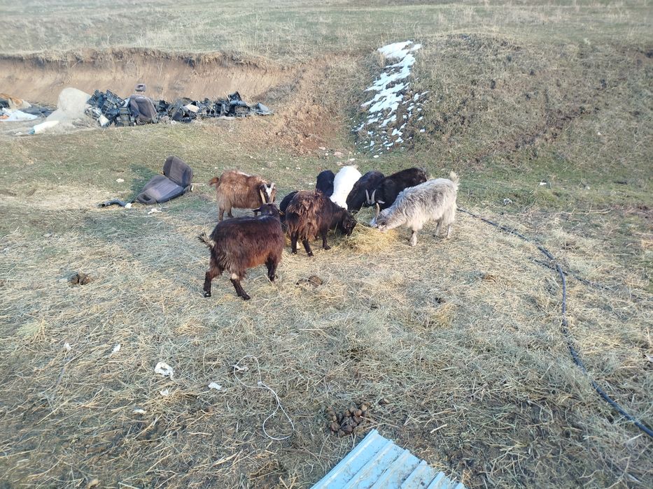 Ешкілер сатылады