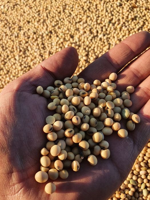 Продам пищевую сою