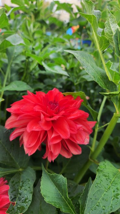 Продам samsung s22ultra