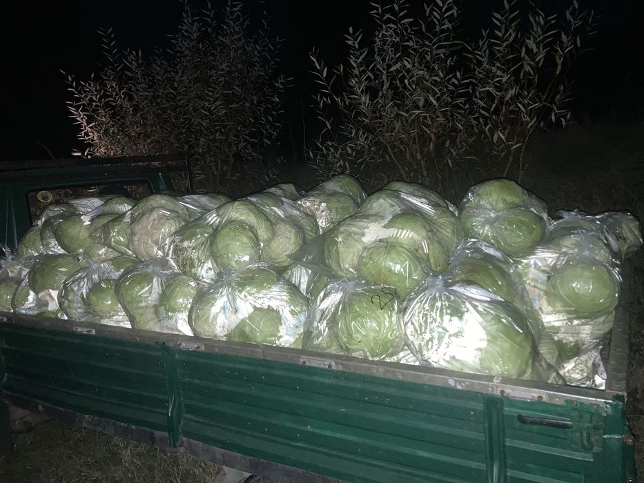 Бяло прясно зеле