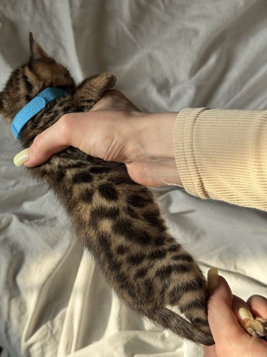 бенгальский котенок
