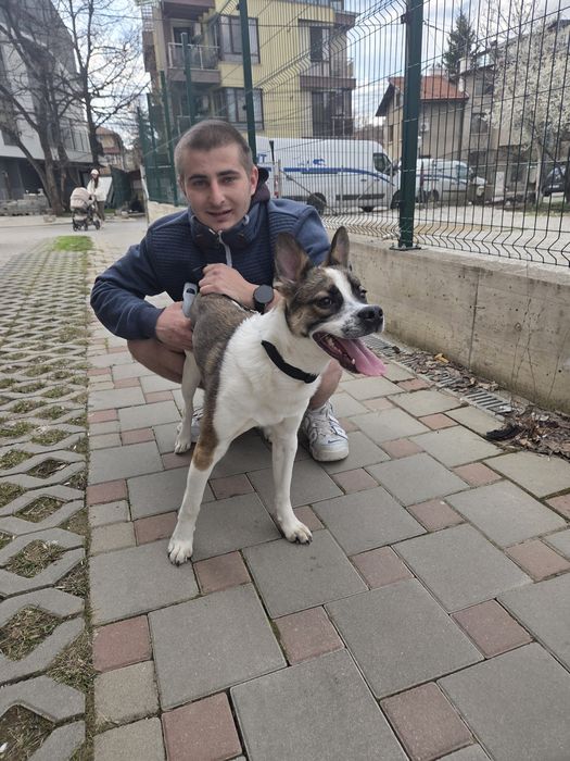 Подарявам умно и красиво куче, гледано с много любов