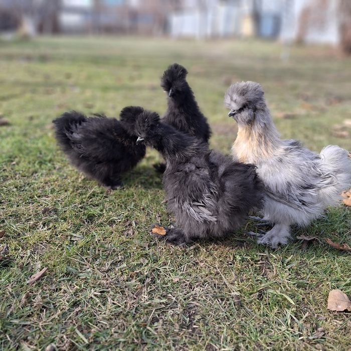 Китайские шёлковые